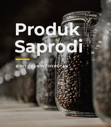 Benih Kopi Arabika Komposit