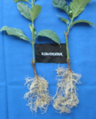 Kopi Arabika Varietas AS 1 SK Mentan No 13/kpts/TP.240/2/2001