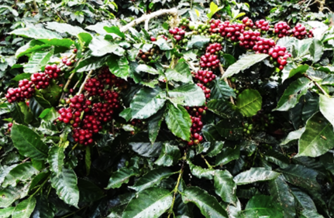 Kopi Arabika Klon AS2K SK Mentan No 885/kpts/SR.120/5/2010