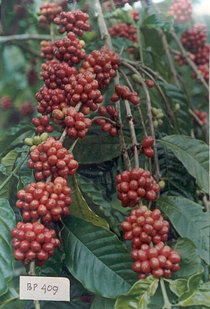 Kopi Robusta klon BP 409 SK Mentan No 733/kpts/TP.240/7/97