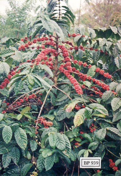 Kopi Robusta Klon BP 939 SK Mentan No 423/kpts/SR.120/8/2003