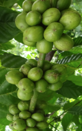 Hibiro 2 : (BP 534 X Bp 936) SK Mentan No 31/kpts/KB.020/2/2019