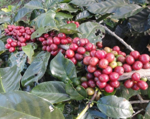 Kopi Arabika Varietas Komasti SK Mentan No 200/kpts/SR.120/1/2013