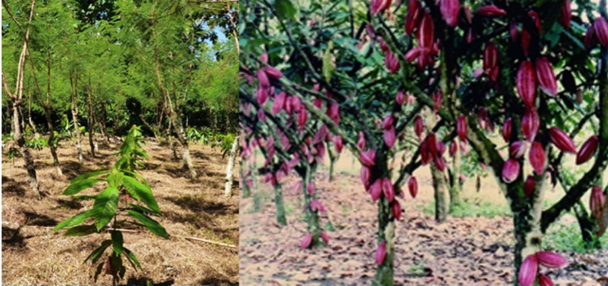 Kakao OSC ( Ortotrophic Shoot Cocoa )