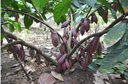 Plagiotropic Clonal Cocoa (PCC)