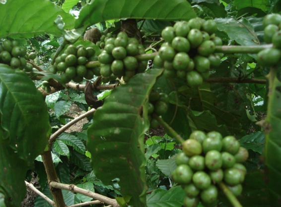 Kopi Robusta klon BP 936 SK Mentan No 419/kpts/SR.102/8/2003