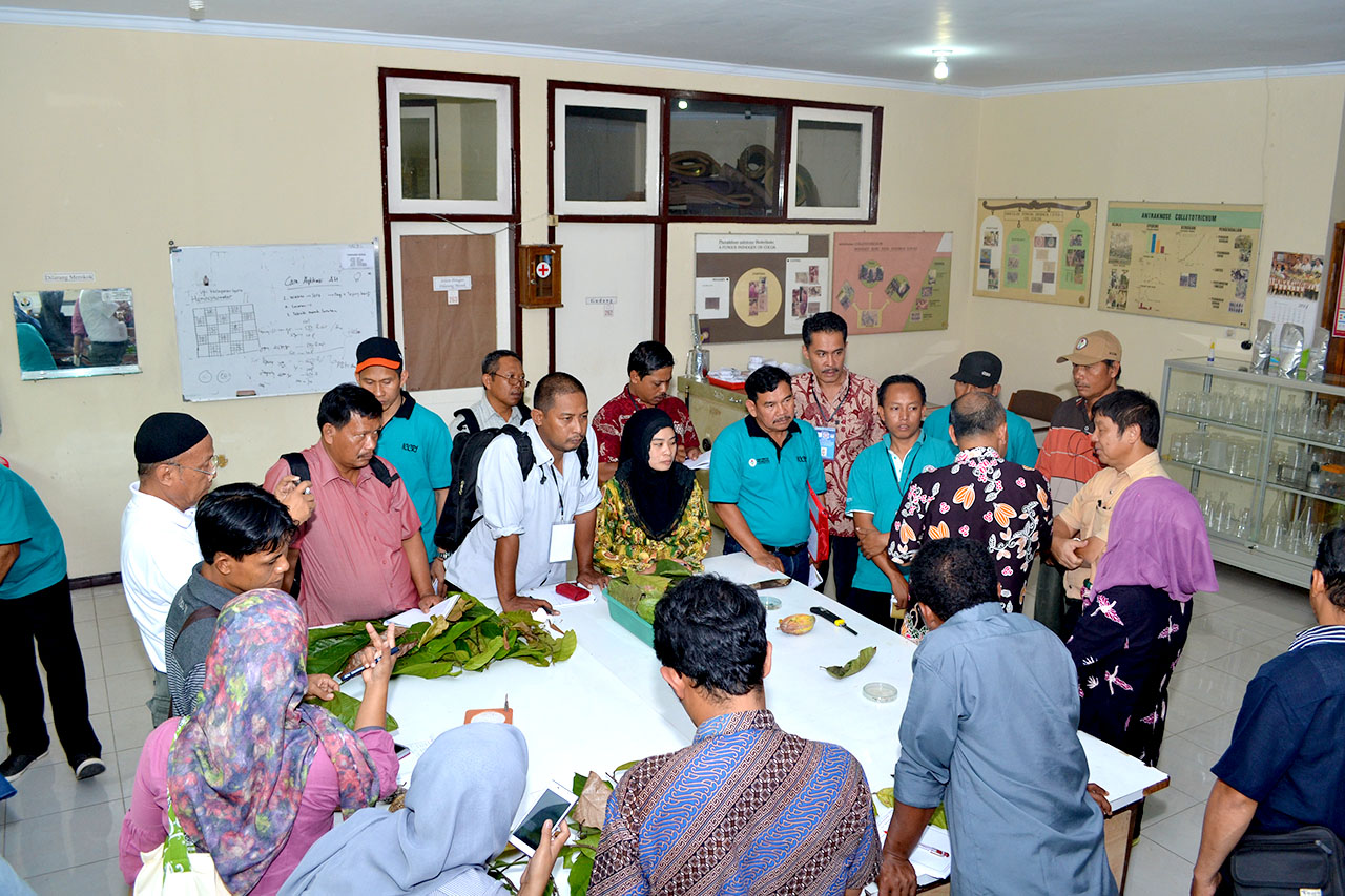 Kegiatan budidaya dan pengelolaan kakao