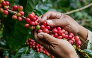 Konsultasi Kesesuaian Lahan Perkebunan