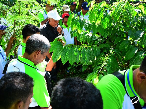 Praktek budidaya tanaman kopi di lapangan